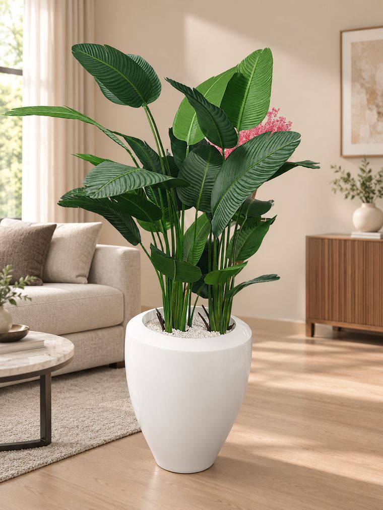 Bird of paradise plant in white planter