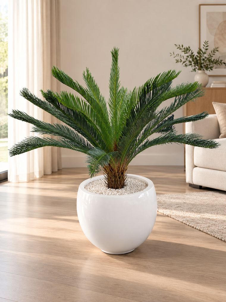 Sago palm in white planter