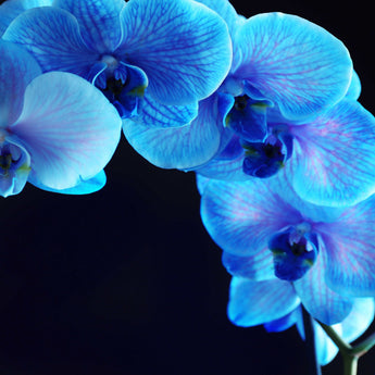 Blue Orchid Glass Wall Art